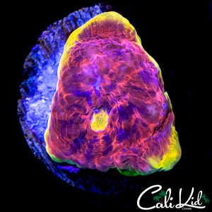 INDO RAINBOW CHALICE FRAG