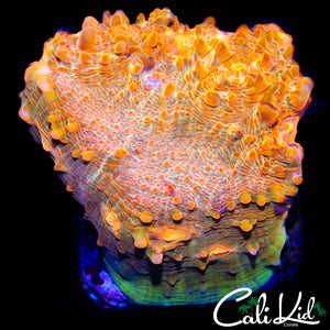 ULTRA CHALICE CHUNK