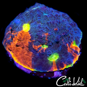 CB RAINBOW CRUSH CHALICE