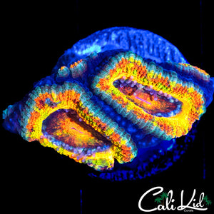 INSANE RAINBOW ACAN DOUBLE