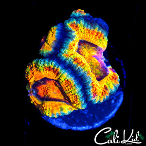 INSANE RAINBOW ACAN DOUBLE