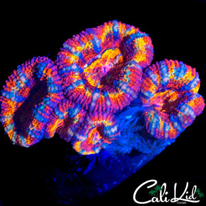 ULTIMATE RAINBOW ACAN QUAD