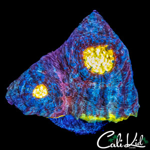 SOLOMAN ISLAND RAINBOW CHALICE