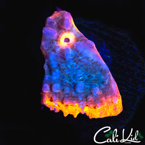 SOLOMAN ISLAND RAINBOW CHALICE