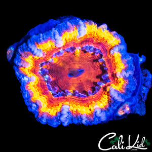 STUNNING RAINBOW ACAN