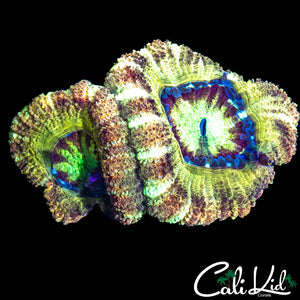 RARE ASIAN ACAN DOUBLE