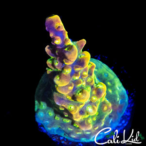 RAINBOW LOOM TYPE ACRO