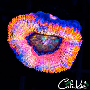 RAINBOW SWIRL ACAN LORD