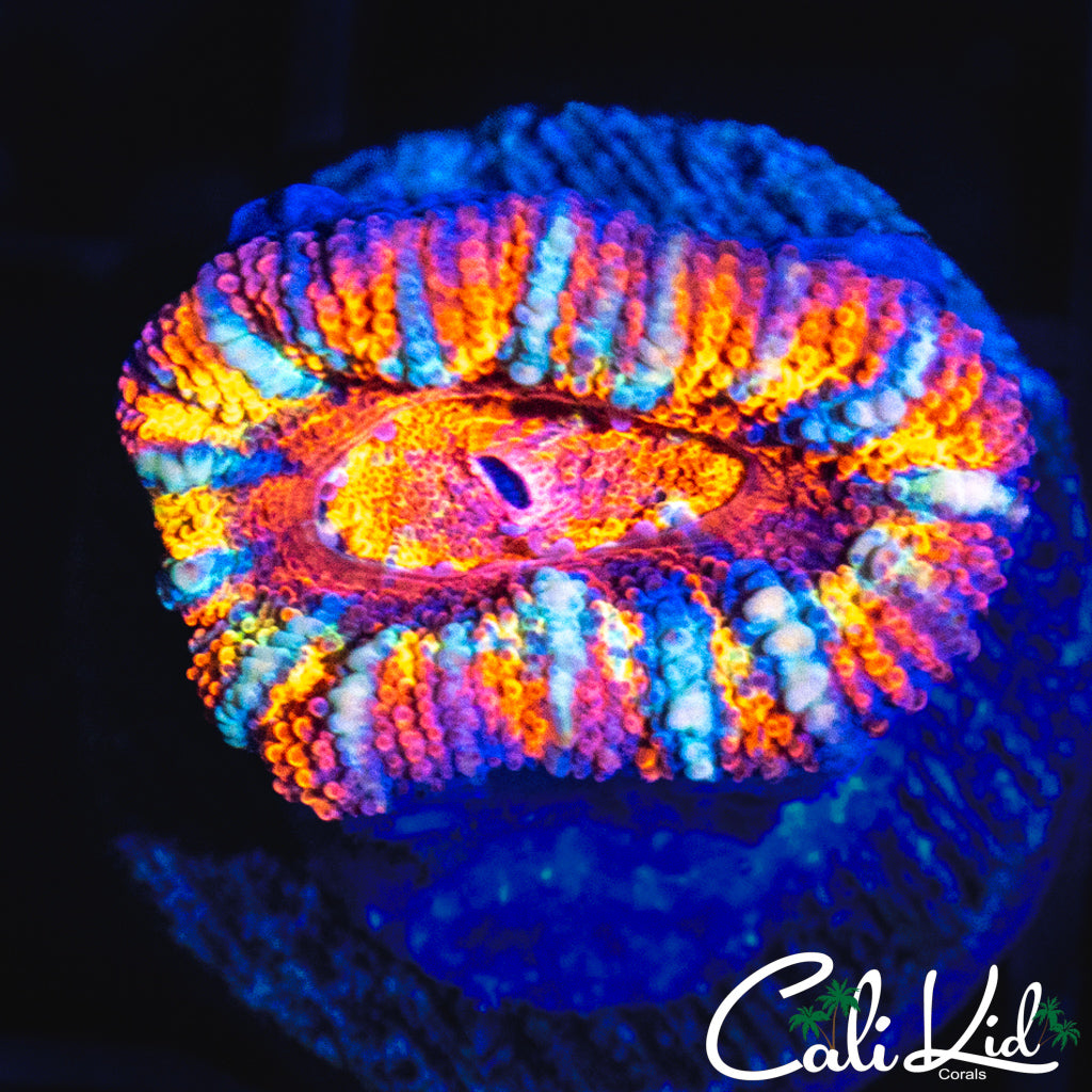 WHITE STRIPE RAINBOW ACAN