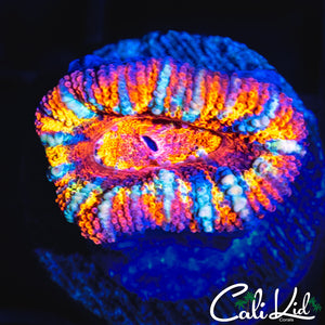 WHITE STRIPE RAINBOW ACAN