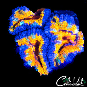 TANQUERAY ACAN TRIPLE