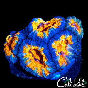 TANQUERAY ACAN MINI COLONY