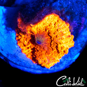 JAWBREAKER TYPE MUSHROOM