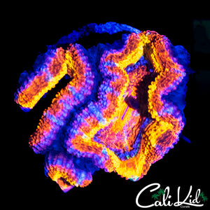 CLOWN RINGS ACAN TRIPLE