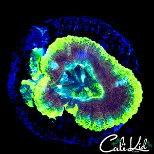 PURPLE BOT ASIAN ACAN