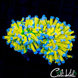 GREEN MOUTH 24K TORCH