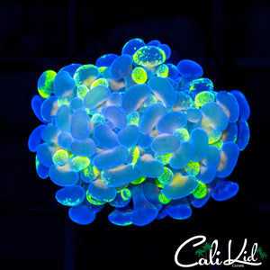 SPLATTER BRANCHING HAMMER