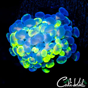 SPLATTER BRANCHING HAMMER