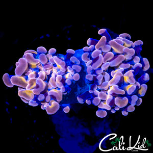 PURPLE / GOLD BRANCHING HAMMER DOUBLE
