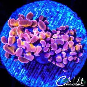 PURPLE / GOLD BRANCHING HAMMER DOUBLE