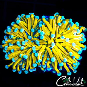 TEAL TIP BANANA TORCH