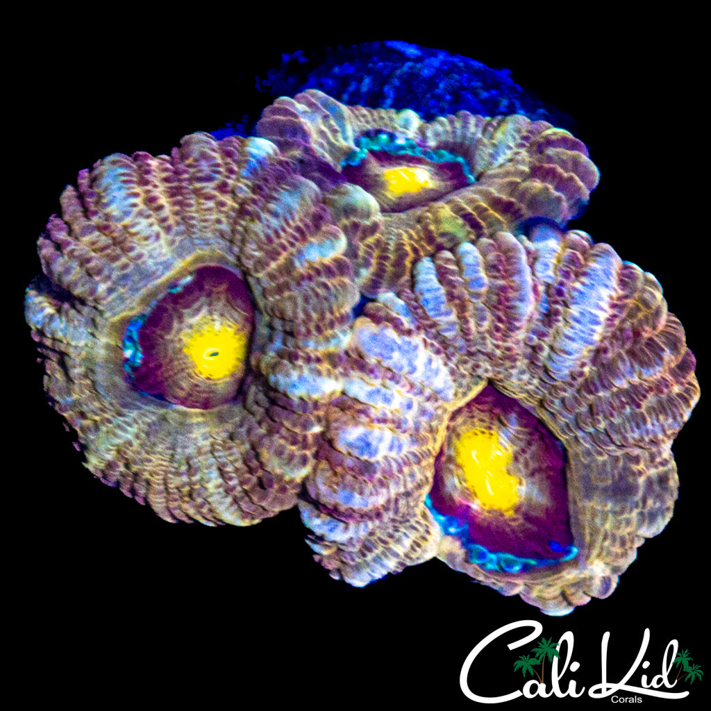 RARE ASIAN ACAN TRIPLE