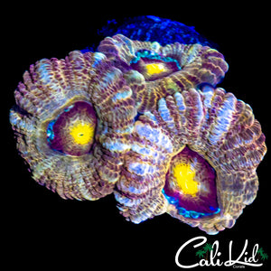 RARE ASIAN ACAN TRIPLE