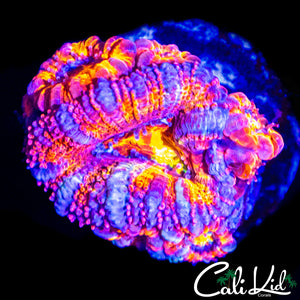 ULTRA ACAN MINI COLONY