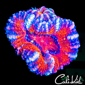 ULTRA ACAN DOUBLE