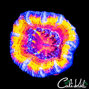 INSANE RAINBOW ACAN LORD