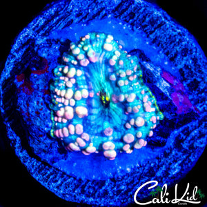 NEPTUNE BOUNCE MUSHROOM