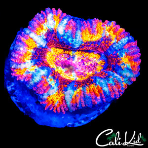 TONY THE TIGER ACAN