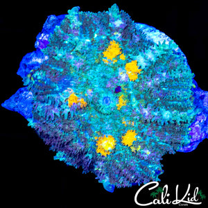 MYSTERY RHODACTIS
