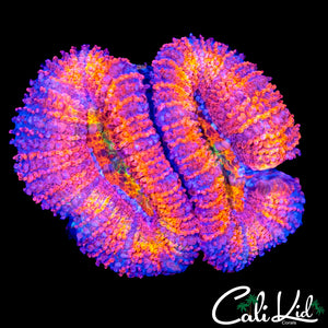ULTRA ACAN DOUBLE
