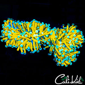 TEAL TIP BANANA TORCH DOUBLE