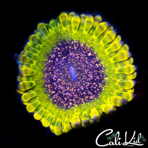 Northern Lights Zoa