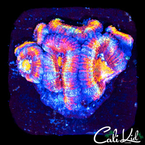 SHOCKING RAINBOW ACAN MINI COLONY