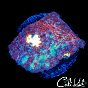 SOLOMAN ISLAND SWIRL CHALICE