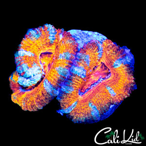 ULTRA ACAN DOUBLE
