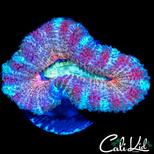 PEPPERMINT RIM ACAN LORD