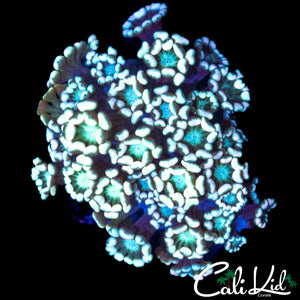 TRI COLOR ALVEOPORA