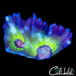 RAINBOW PECTINIA