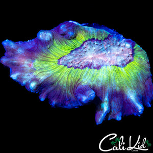 RAINBOW PECTINIA CHUNK