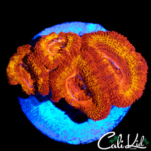 FLAMETHROWER ACAN QUAD