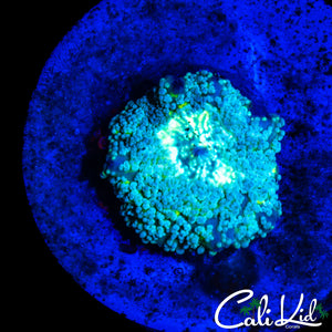 SPECKLED MYSTERY MUSHROOM