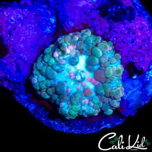 NEPTUNE BOUNCE MUSHROOM