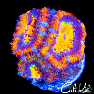 RAINBOW ACAN TRIPLE