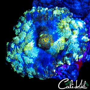 STRAINED GLASS MUSHROOM