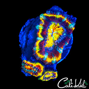 INSANE RAINBOW ACAN TRIPLE