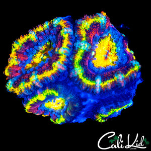 INSANE RAINBOW ACAN QUAD